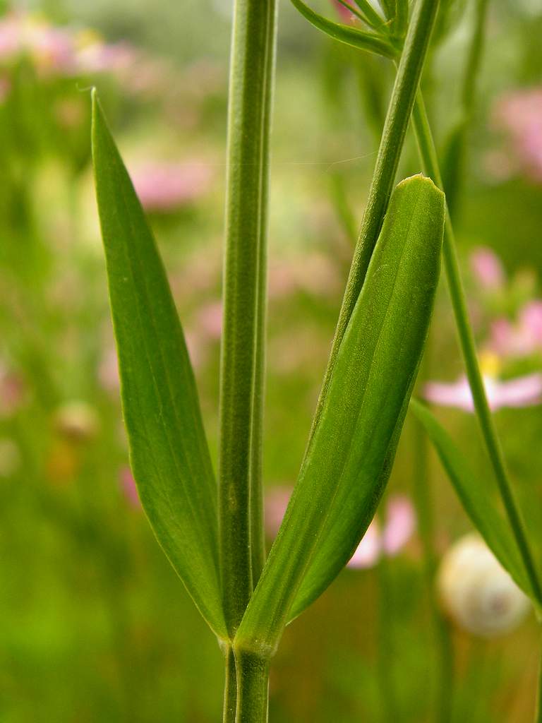 Lido di Venezia : Centaurium erytraea